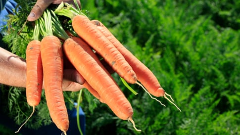 Carrot